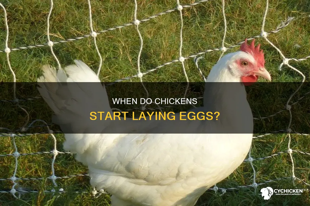 how old are chicken when they start laying