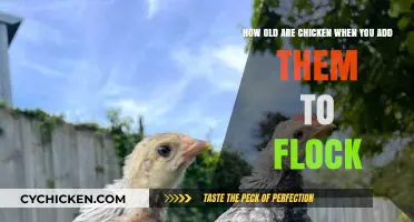 Adding New Chickens: The Right Age to Introduce Them to Your Flock