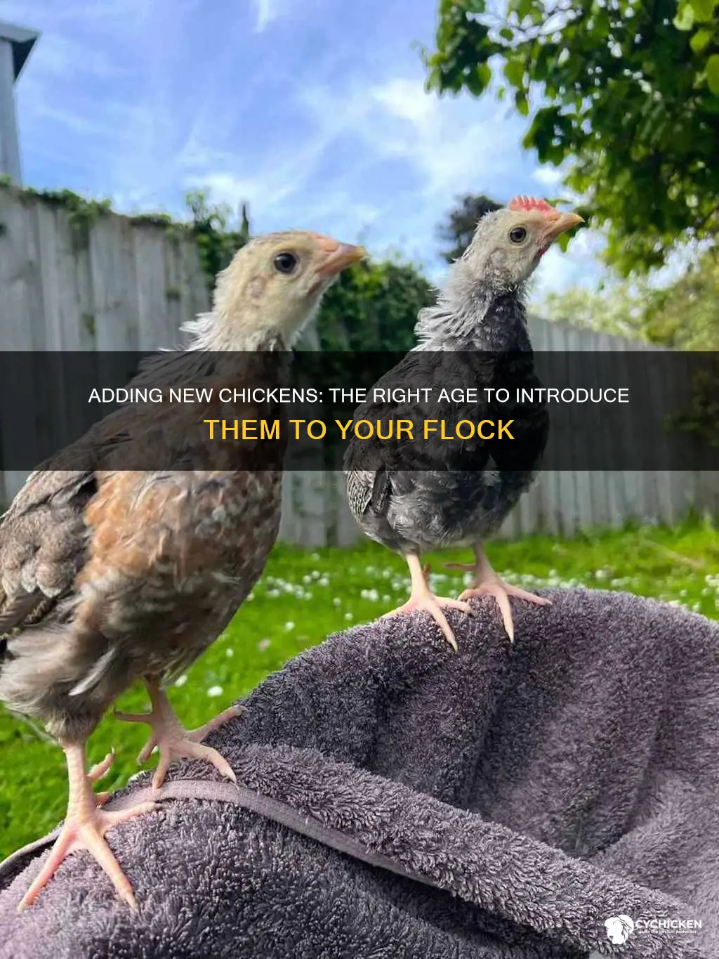 how old are chicken when you add them to flock