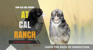 Discovering the Age of Chicks at Cal Ranch: A Guide