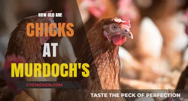 Discovering the Age of Chicks Available at Murdoch's Farm Supply