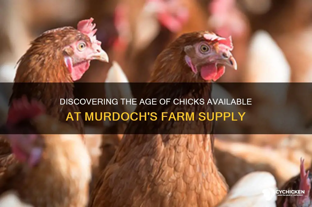 how old are chicks at murdoch