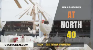 Discovering the Age of Chicks at North 40 Farm