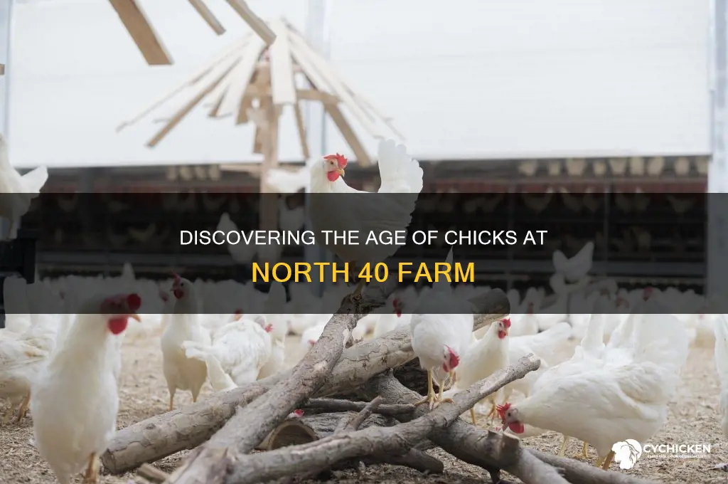 how old are chicks at north 40