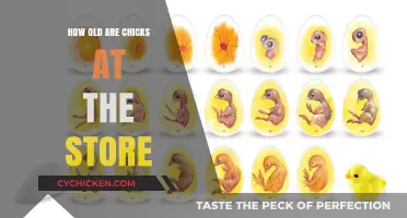 Understanding the Age of Chicks Sold at Your Local Store