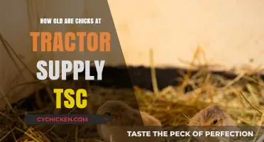 Tractor Supply's Chick Offerings: Age and Beyond