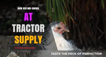 Tractor Supply Chicks: Understanding Their Age and Care Needs
