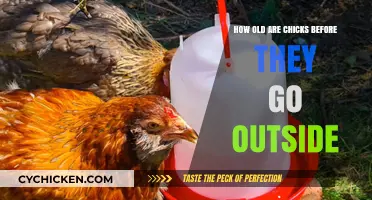 Chicks' Outdoor Adventure: Age and Preparation