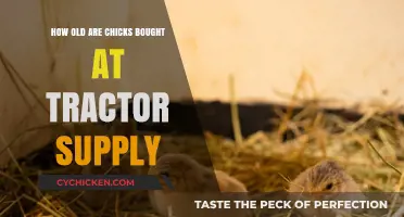Tractor Supply Chicks: How Old Are These Farm Birds?