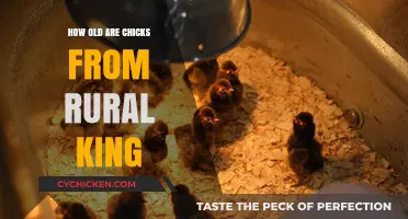 Rural King Chicks: Understanding Their Age and Care Essentials