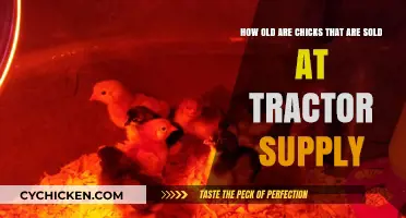 Tractor Supply's Chick Sales: How Old Are They?