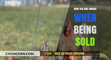 Understanding the Age of Chicks at Sale: A Comprehensive Guide