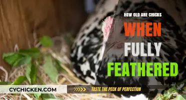 When Do Chicks Fully Feather? A Complete Growth Timeline