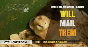 Chicks' Age When Mailed by Farms: All You Need to Know