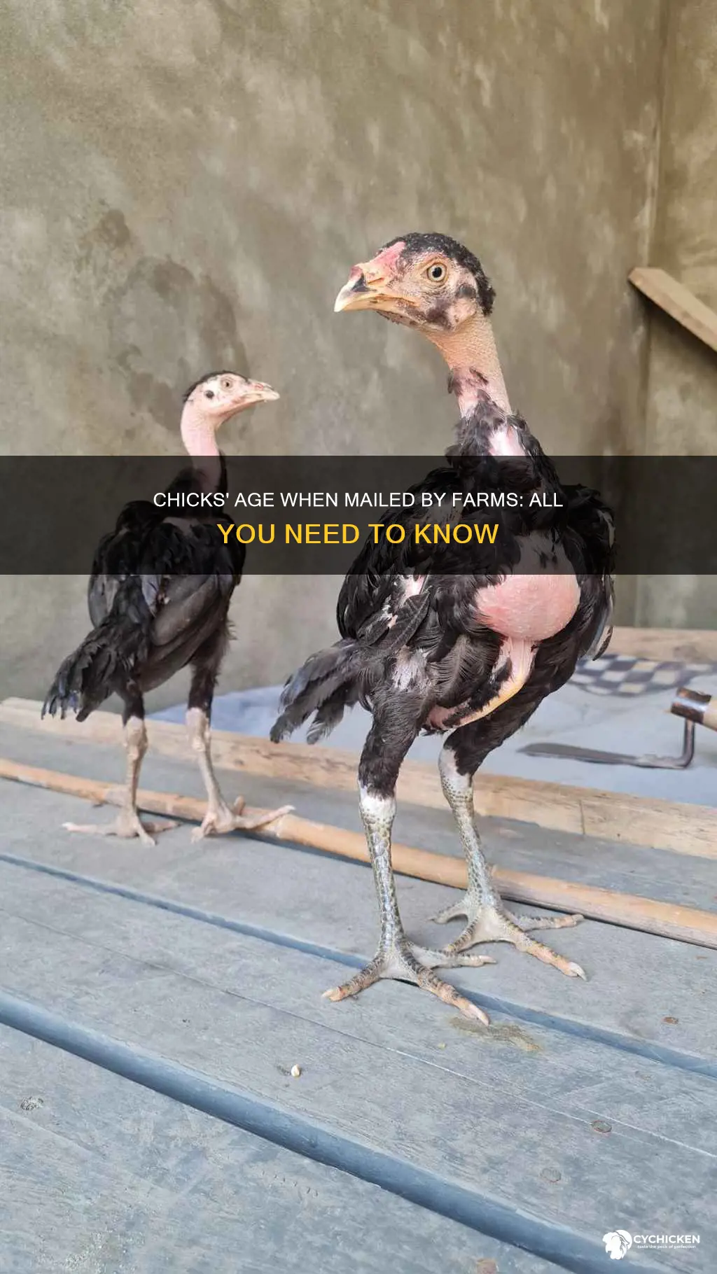 how old are chicks when the farms will mail them