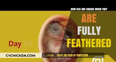 When Do Chicks Fully Feather?