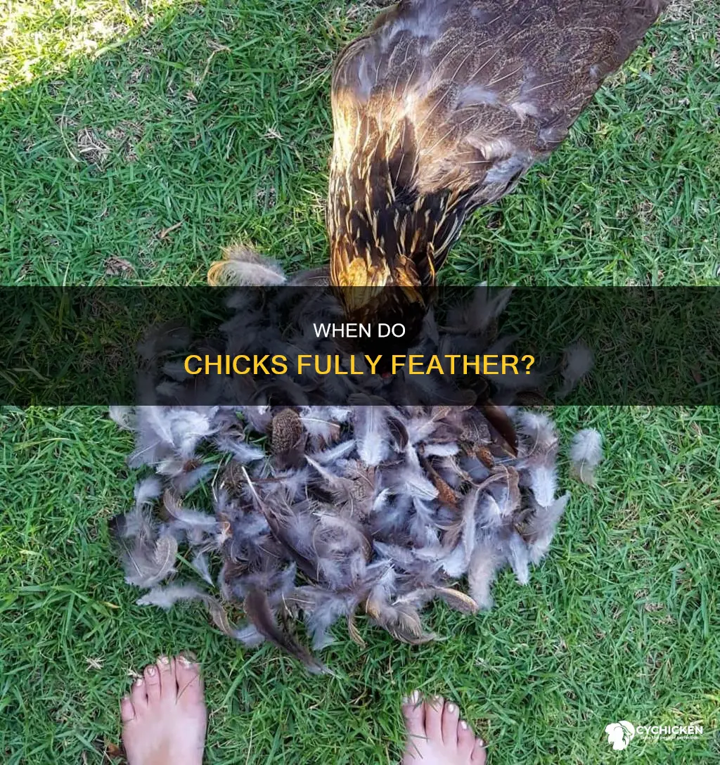 how old are chicks when they are fully feathered