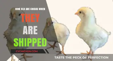 Chicks' Journey: Age of Chicks During Shipping