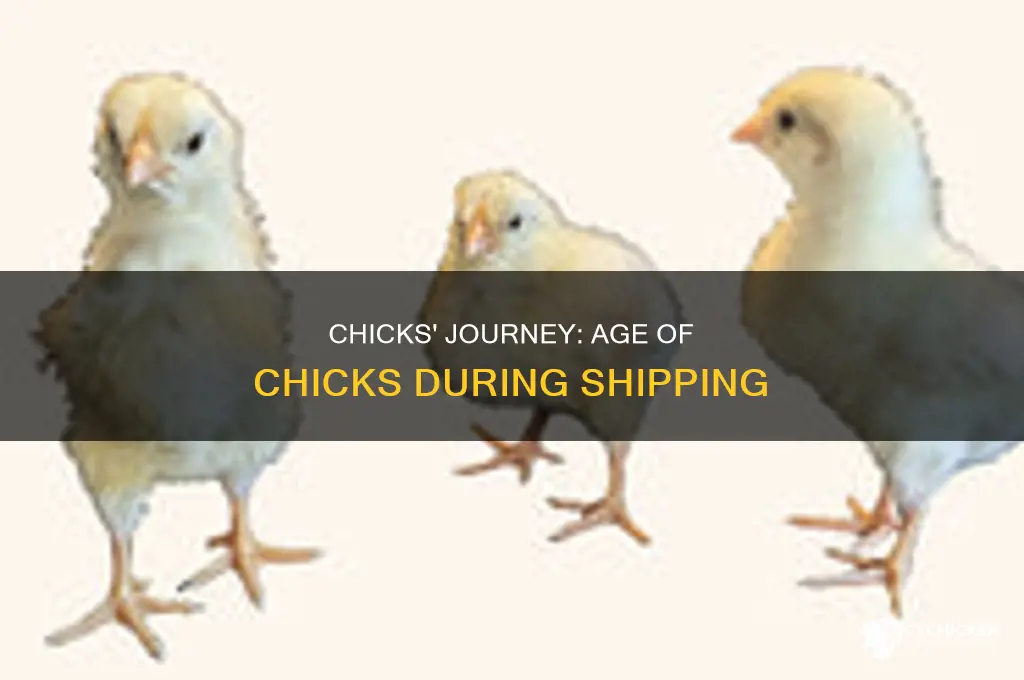 how old are chicks when they are shipped