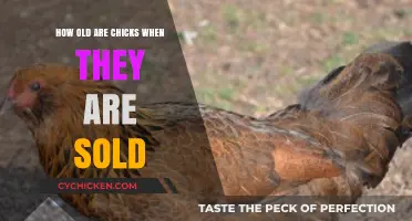 Understanding the Age of Chicks Sold in Stores
