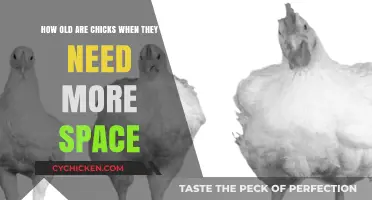 Chicks Growing Up: When Do They Need More Space?