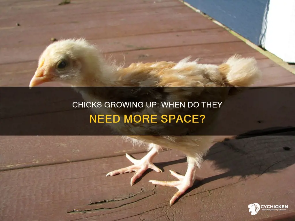 how old are chicks when they need more space
