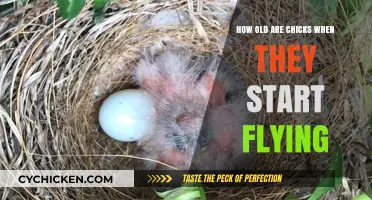 Chicks Taking Flight: When Do They First Soar?