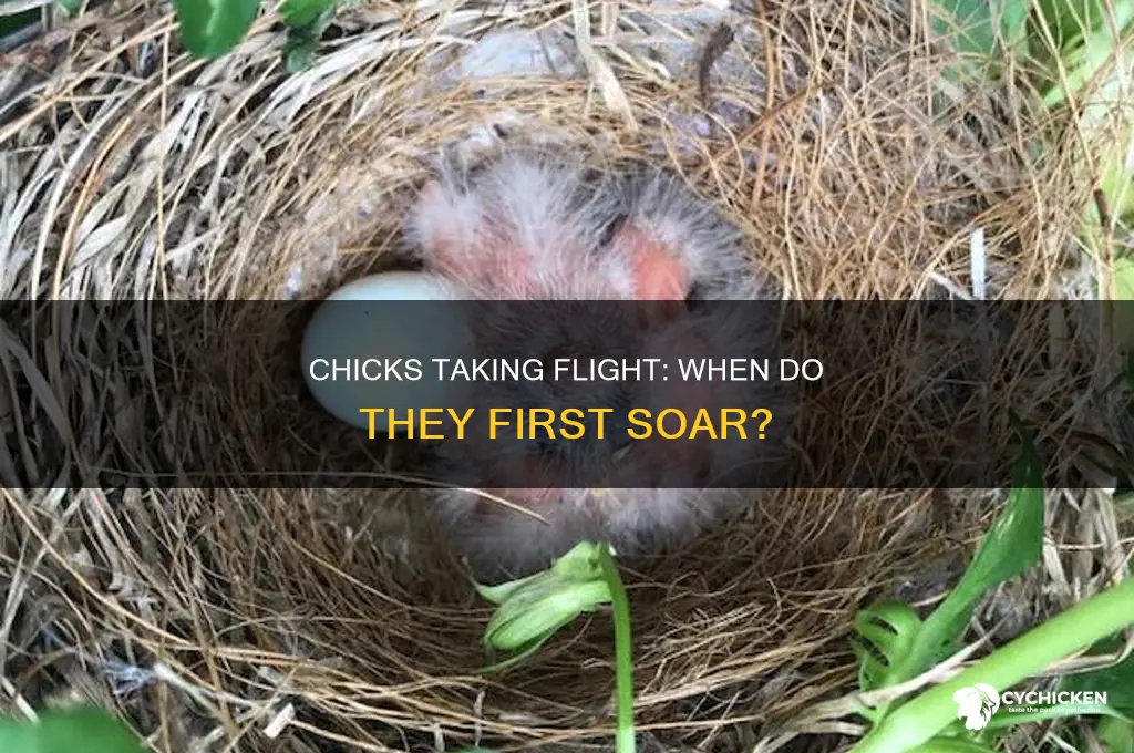 how old are chicks when they start flying