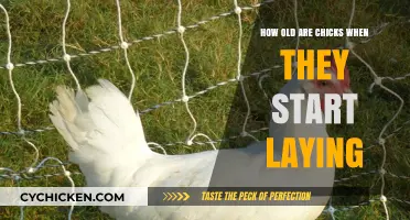 When Hens Start Laying Eggs: Age and Factors