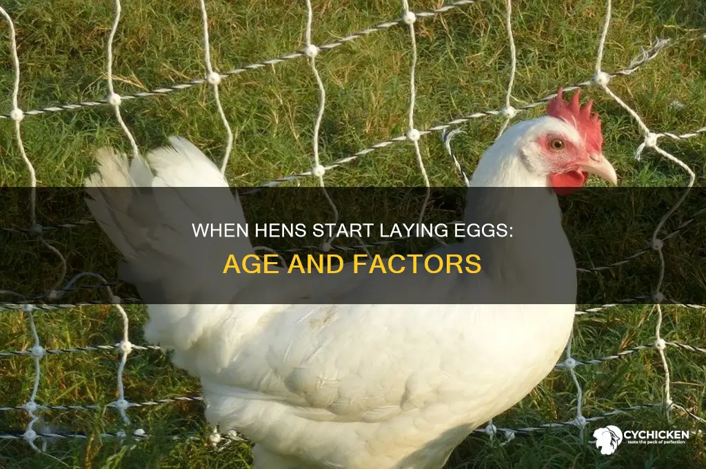 how old are chicks when they start laying