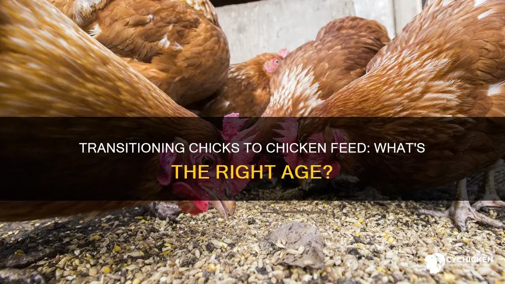 how old are chicks when they start normal chicken food