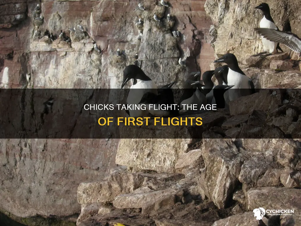 how old are chicks when they start to fly