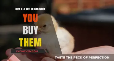 Understanding Chick Age: What to Expect When You Buy Them