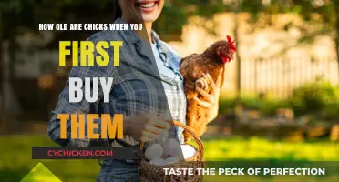 When to Buy Chicks: Understanding Their Ideal Age for Homesteading