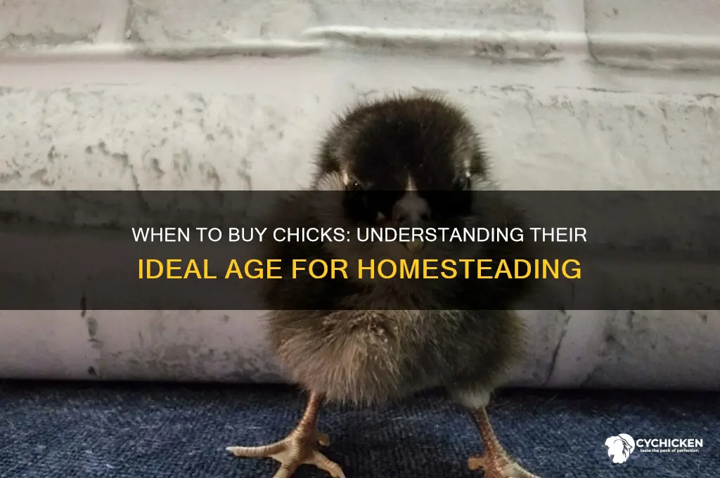 how old are chicks when you first buy them