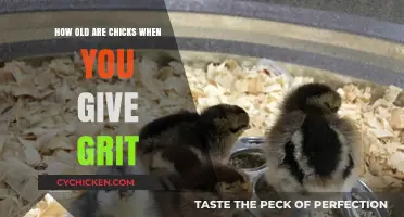 Introducing Grit: The Right Time for Your Chick's Development