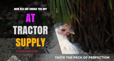 Tractor Supply Chicks: Understanding Their Age at Purchase