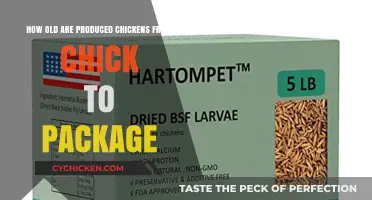 The Life of a Chicken: From Chick to Package