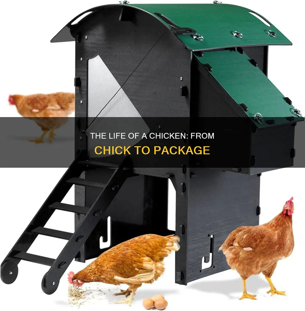 how old are produced chickens from chick to package