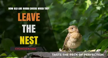 Robin Chicks: Leaving the Nest and Beyond