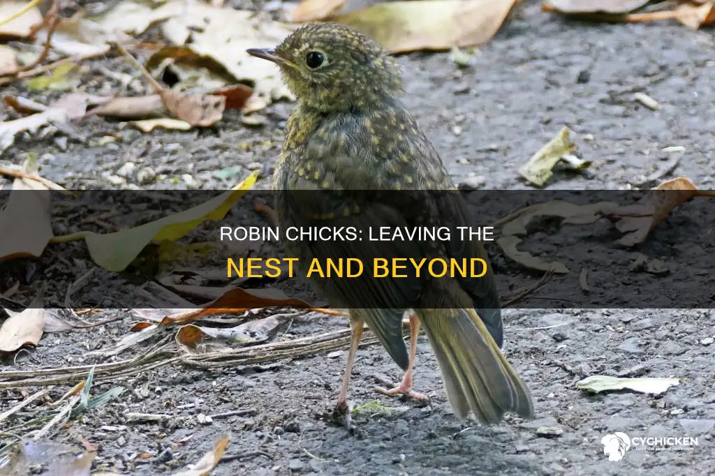 how old are robin chicks when they leave the nest