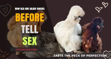 Determining Silkie Chick Gender: Age and Traits