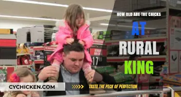 Rural King Chicks: Understanding Their Age and Care Essentials