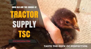 Tractor Supply's Chick Days: Age and Care Guide