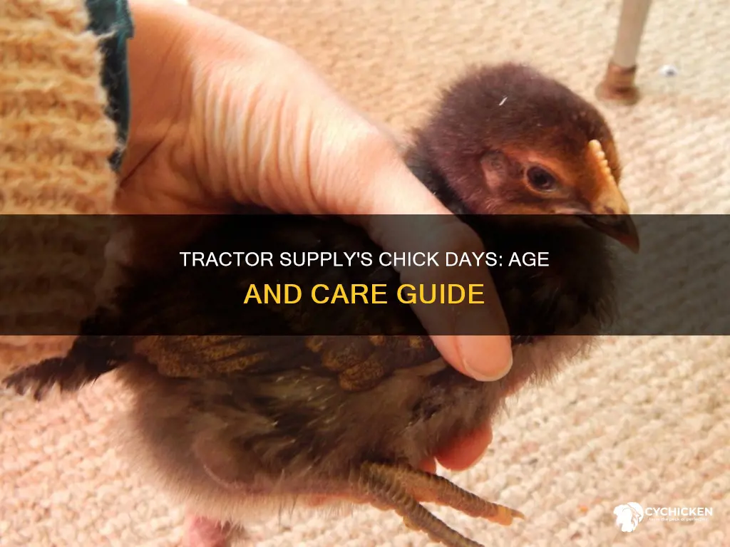 how old are the chicks at tractor supply tsc