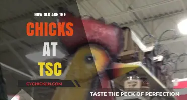 Discovering the Age of Chicks Available at TSC Stores
