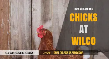 Discovering the Age of Chicks at Wilco: A Comprehensive Guide