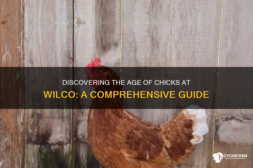 how old are the chicks at wilco