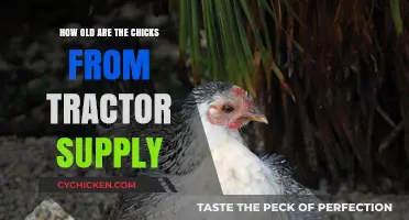 Tractor Supply Chicks: Understanding Their Age and Care Needs