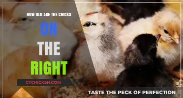 Discovering the Age of Chicks: Right-Hand Side